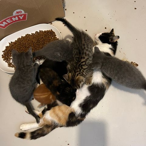 7 nydelige kattunger til salgs!