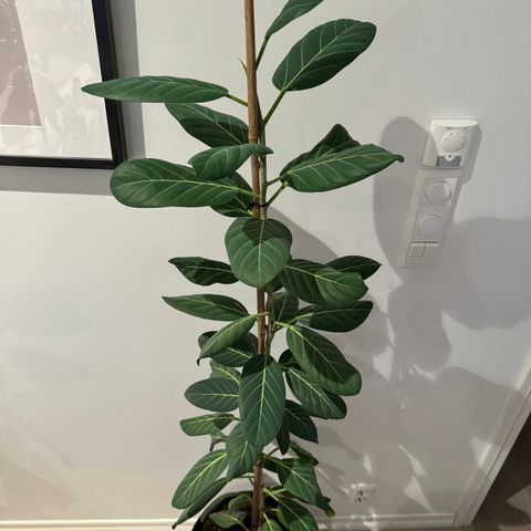 Stor Ficus Audrey plante ca 150cm høy