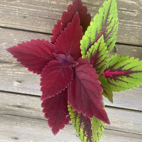 Coleus Stiklinger