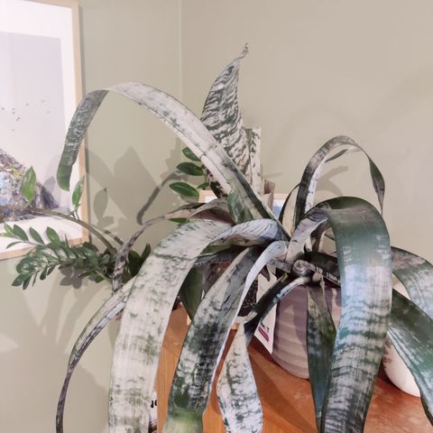 Aechmea Fasciata