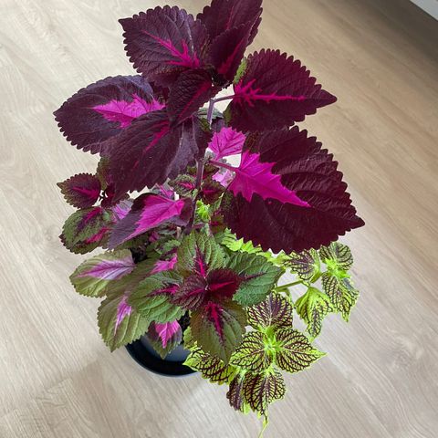 Coleus 🌿🩷