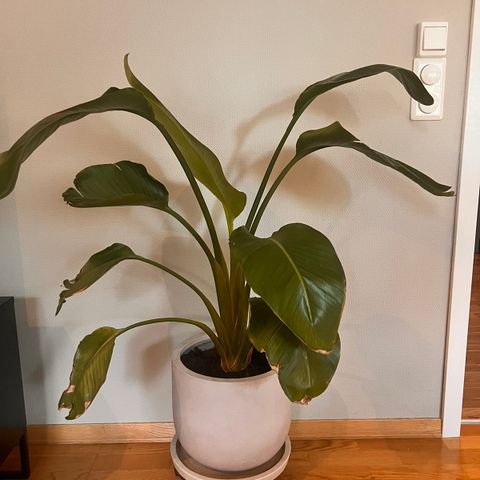 Mellom stor Strelitzia