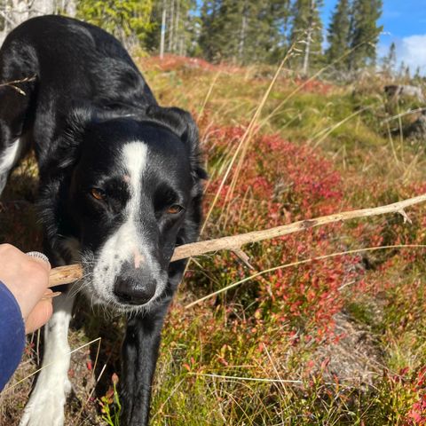 Tur av hund eller kattepass