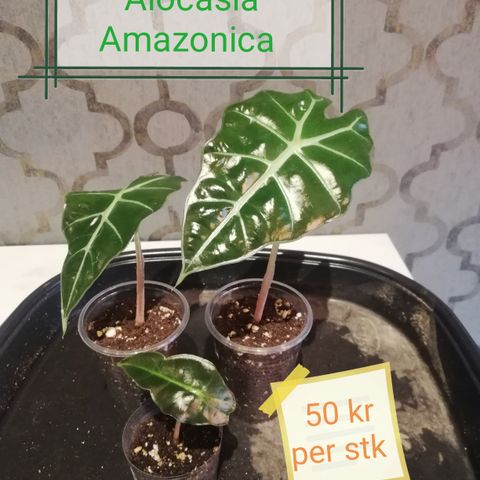 Alocasia Amazonica