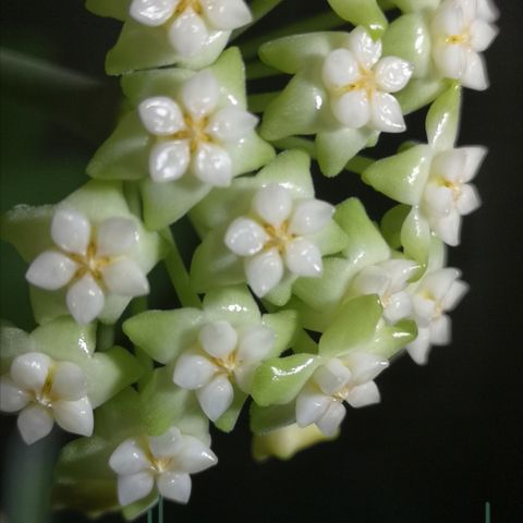 Hoya parasitica * subquintupliner