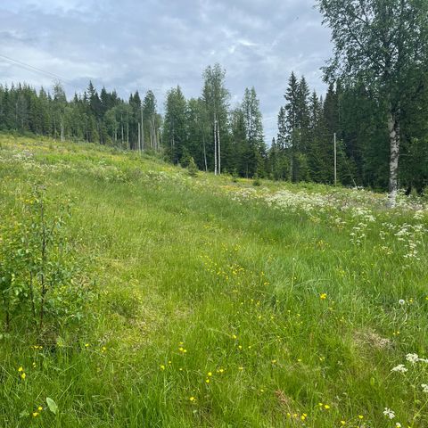 Flotte beiteområder tilbys Trysil kommune