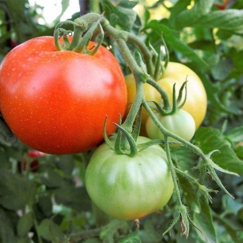 Tomatplanter 30 cm