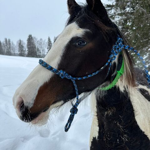 Welsh Partbred pinto vallak