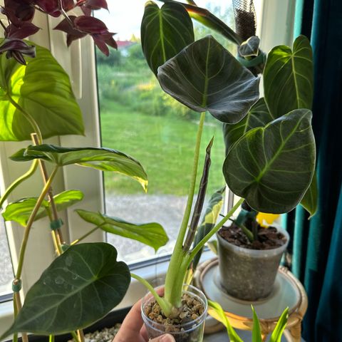 Alocasia Regal Shields