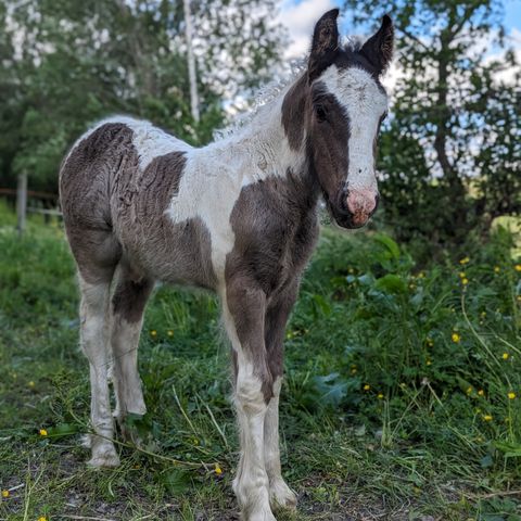 Gypsy Cob