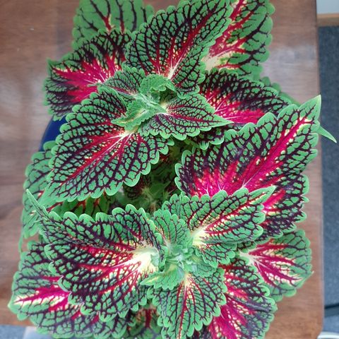 Coleus planter