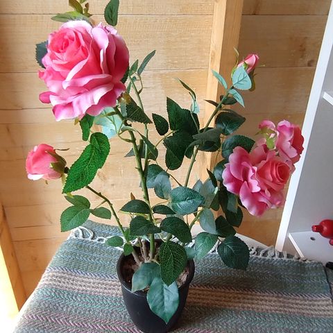 Nydelig  Rose busk