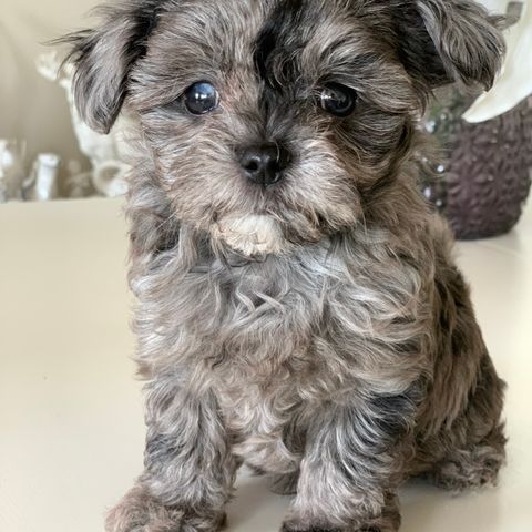 Mini Maltipoo f1