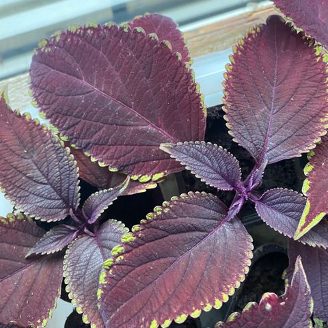 coleus stiklinger byttes eller selges