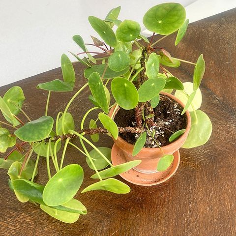 Pilea peperomioides (Pannekakeplante) i terrakotta potte