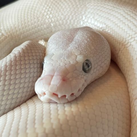 Super fin Blue Eyed Leucistic Ball Python