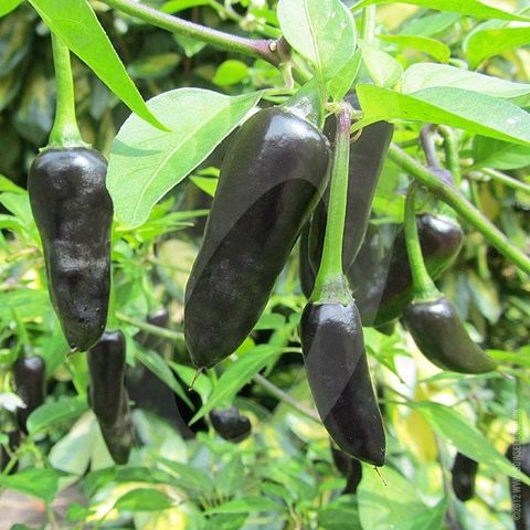 Chiliplanter «Chenzo» - sort chili