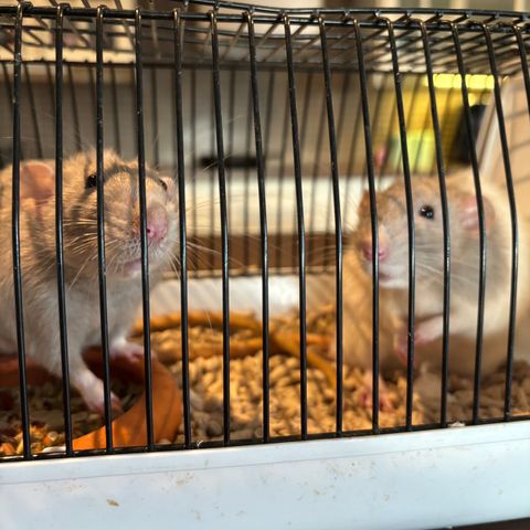 2 rotter (hanner) selges