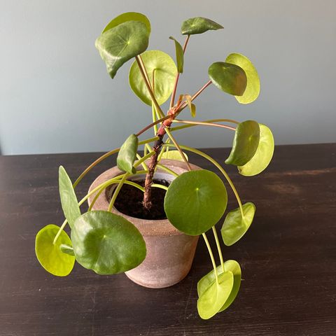 Stor Elefantøre/Pilea/Kinesisk pengeplante