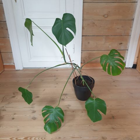 Monstrea plante og potte (reservert)