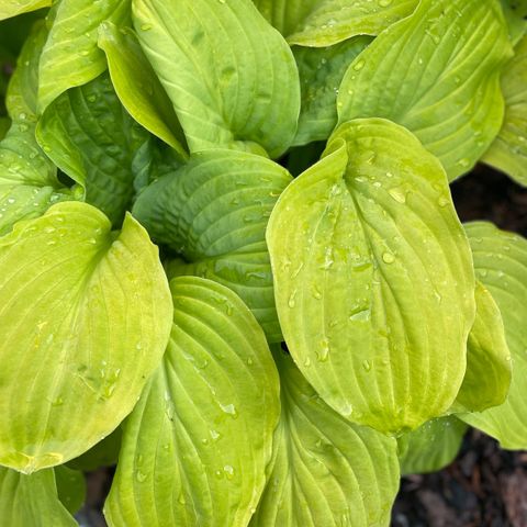 Avlegger stauder/ hageplanter (hosta, allium etc)