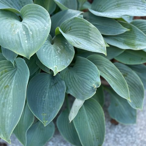 Avlegger stauder/ hageplanter (hosta, allium etc)