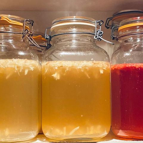 Rause porsjoner • kombucha • scoby • vannkefir