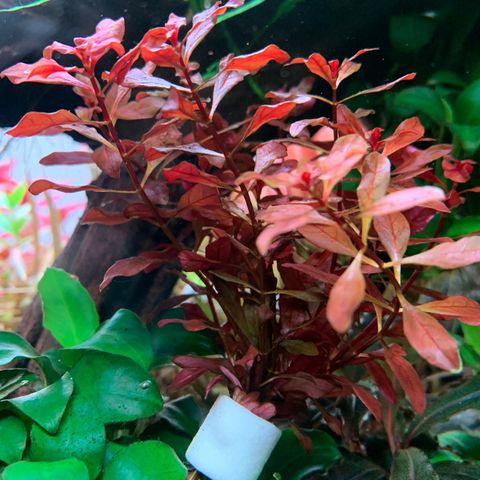 Akvarieplante Ludwigia palustris ‘Super Red’