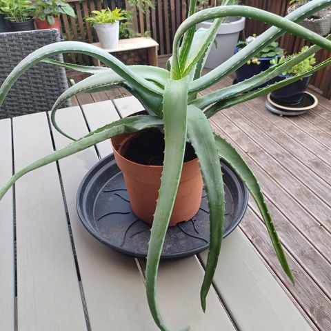 Dekorativ  Aloe Vera plante