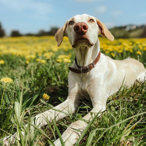 Tilbyr hundepass i sommer