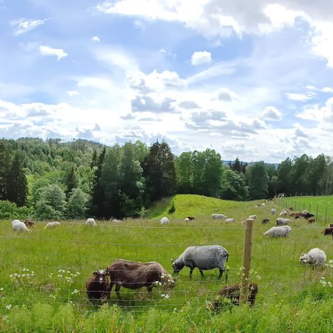 GAMMELNORSK SPÆLSAU LIVDYR