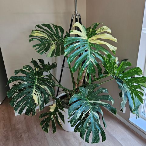 Monstera Thai Constellation