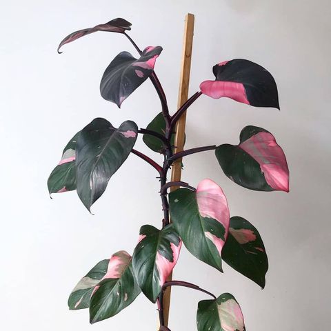 Philodendron «Pink Princess»