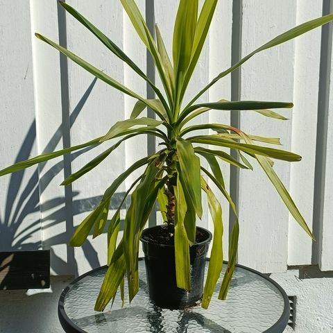 YUCCA PALME