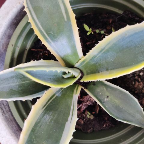 AGAVE americana variegata