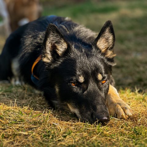 Dagspass ønskes til Alaska husky