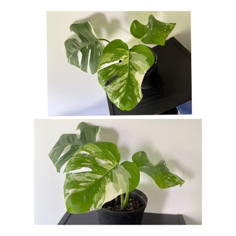 Monstera variegata planter og stiklinger selges