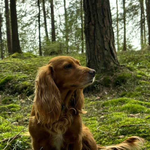 JaktCocker • Working Cocker Spaniel ~ Kull ventes i Juli