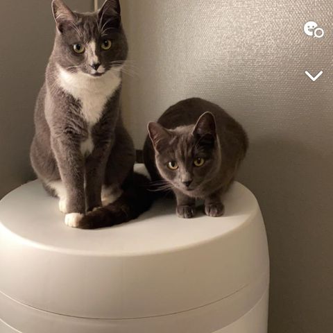 To søte små katter søker nytt hjem