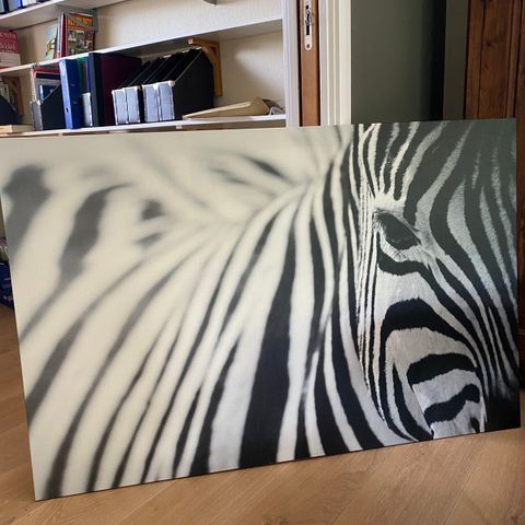 Zebra-bilde