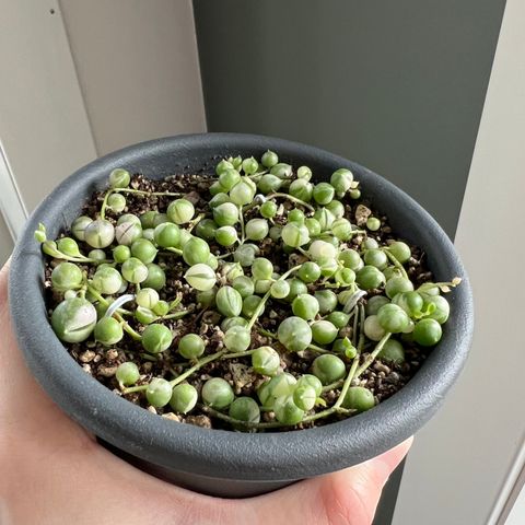 senecio rowleyanus variegata plante