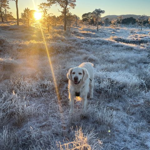 Golden Retriever valper