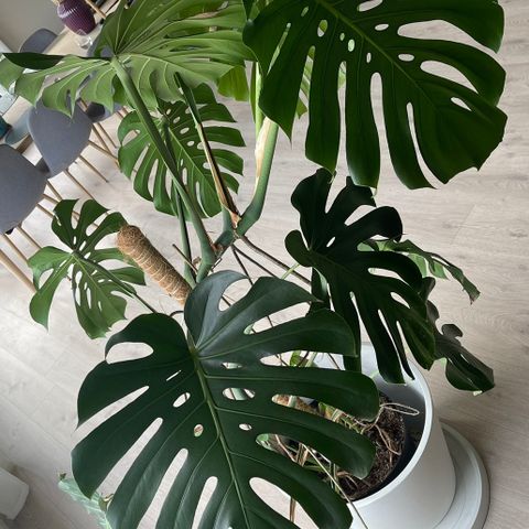 Stor monstera