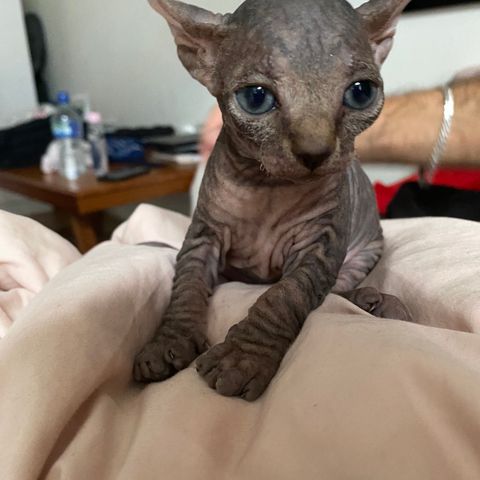 Sphynx kattunger