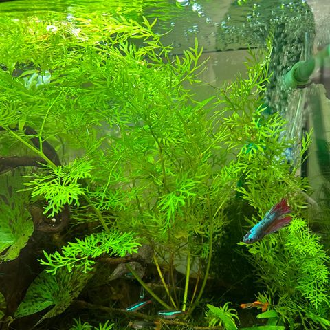 Akvarie plante / Ceratopteris cornuta
