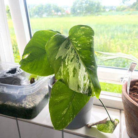 Monstera deliciosa Variegata half-moon