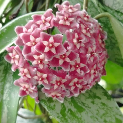 Hoya Pubicalyx ''Silver Spot'' - Cuttings / Stiklinger