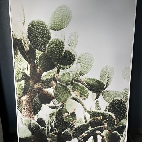 Stort Kaktus bilde selges