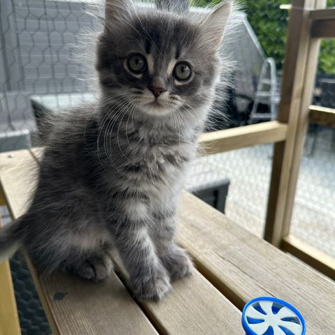 Fantastiske Greyson 💙 Perser/ Maine Coon Mix - født 9. april