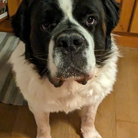 2 år gammel St Bernard adopteres bort